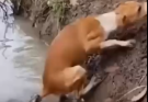 Heroic Dog Saves Wild Boar from Giant Snake Attack!